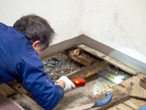 Home Mold Removal in Lenexa, KS