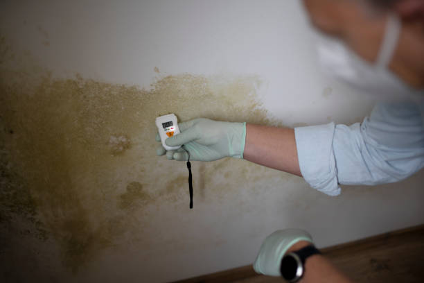 Best Mold Remediation Services  in Lenexa, KS