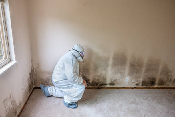 Home Mold Removal in Lenexa, KS
