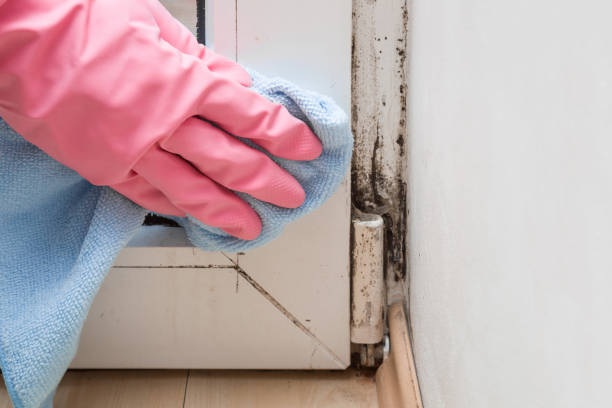 Best Emergency Mold Removal  in Lenexa, KS