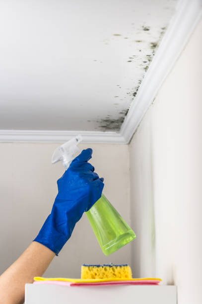 Best Commercial Mold Removal  in Lenexa, KS