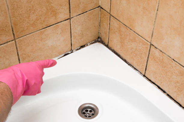 Best Office Mold Removal Services  in Lenexa, KS